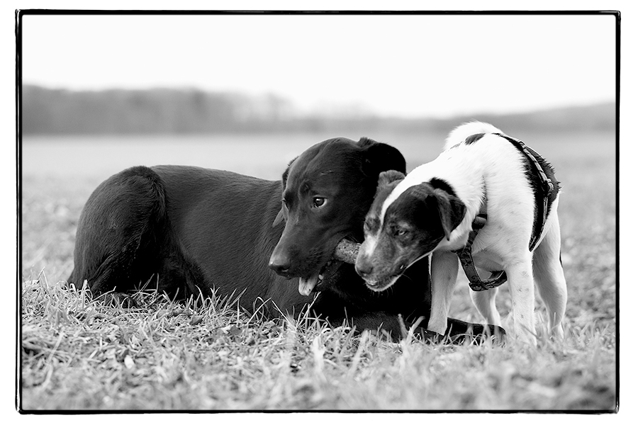 Hund mit Hund mit Stock.