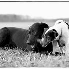 Hund mit Hund mit Stock.