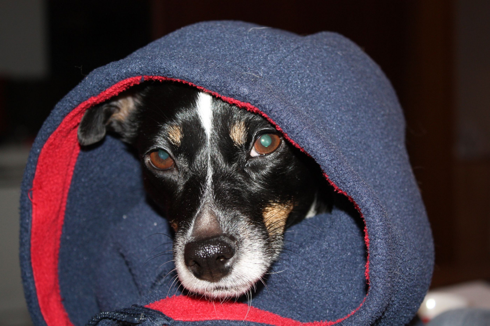 Hund mit Jacke