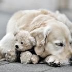 hund mit jungem teddy