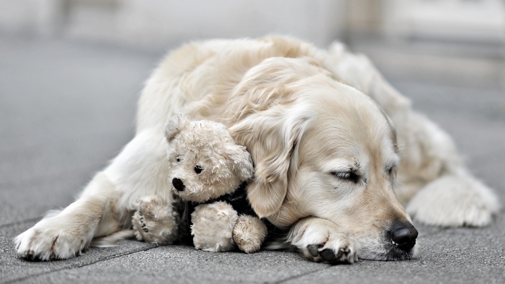 hund mit jungem teddy