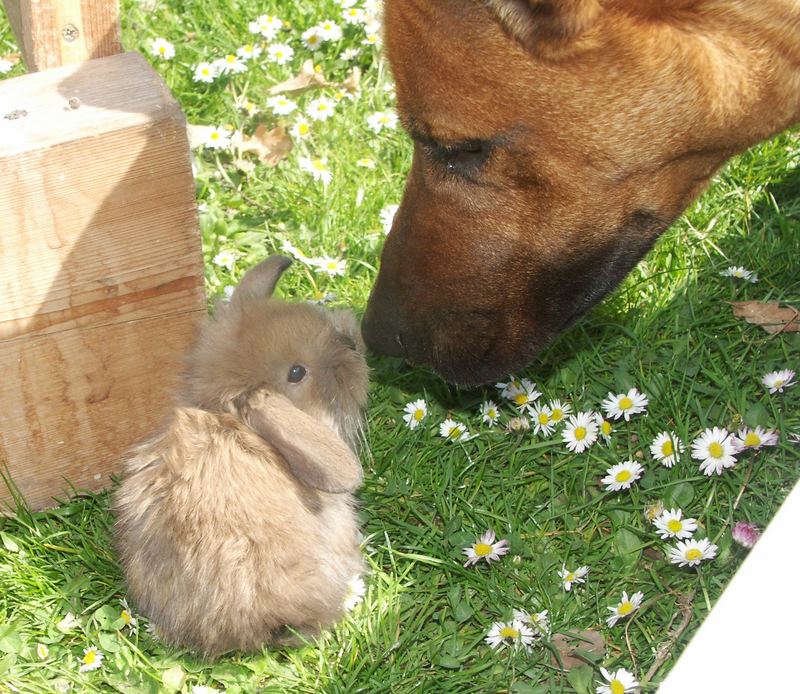 Hund mit Kaninchenbaby