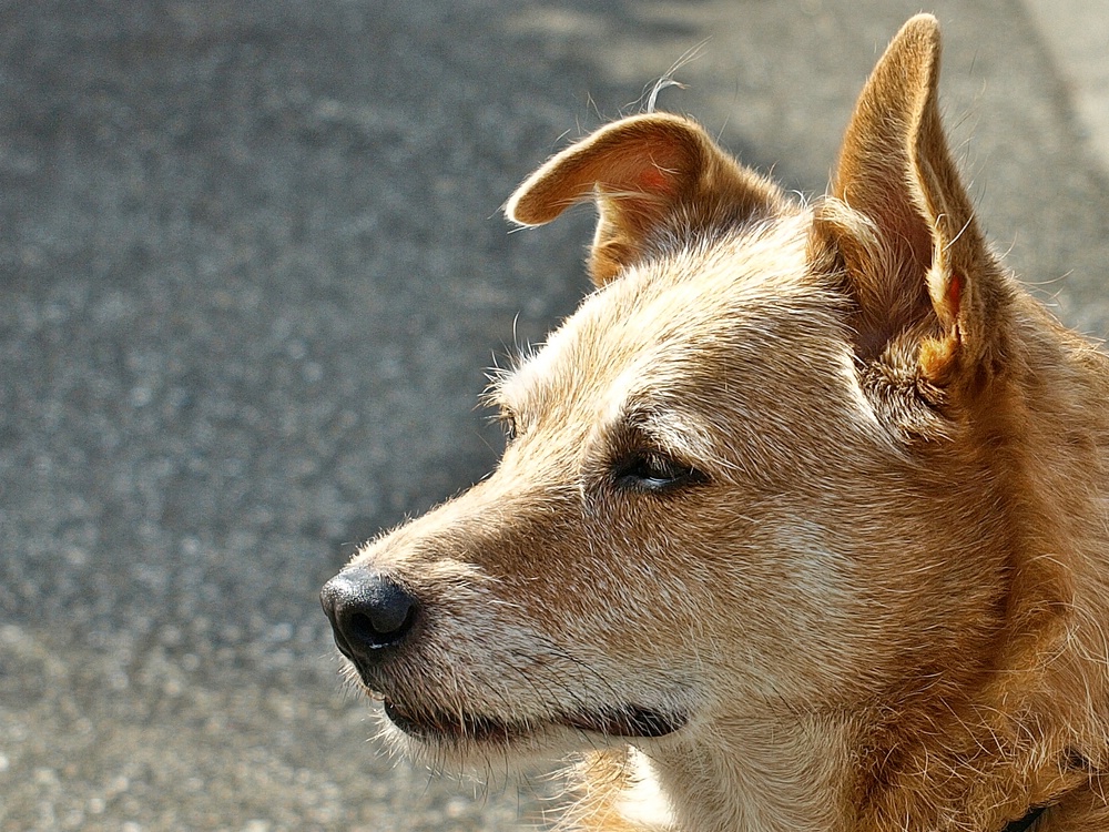 Hund mit Knickohr