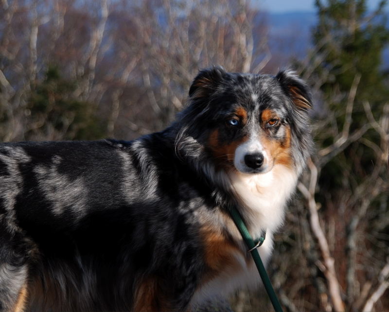 Hund mit Kontaktlinsen?