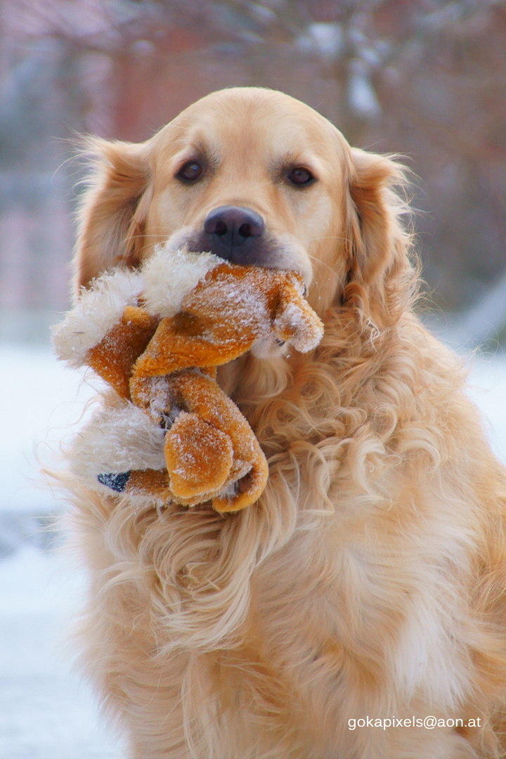 Hund mit Kuscheltier