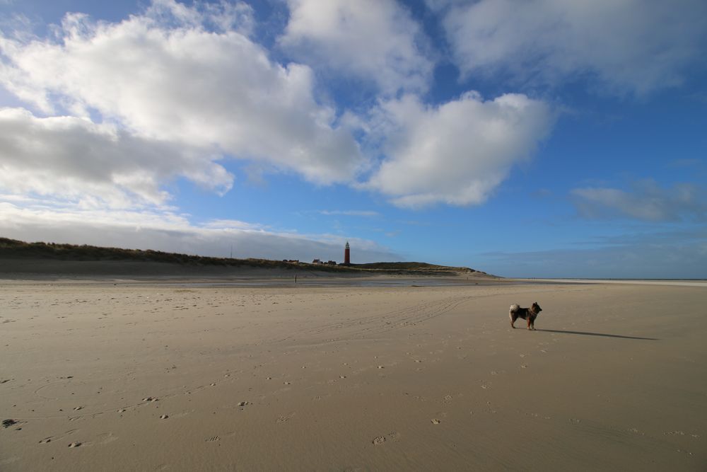 Hund mit Leuchturm