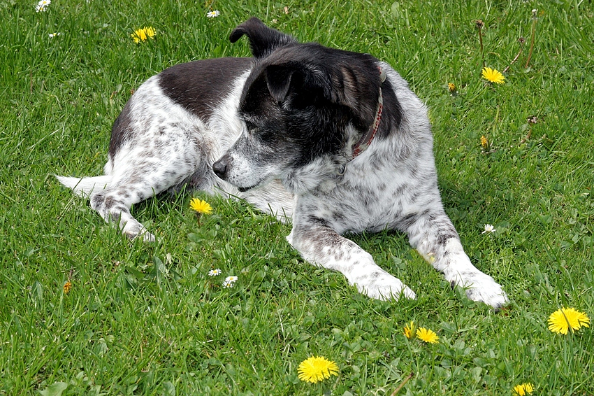 Hund mit Löwenzahn