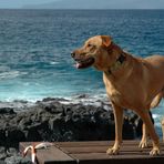 Hund mit Meerblick