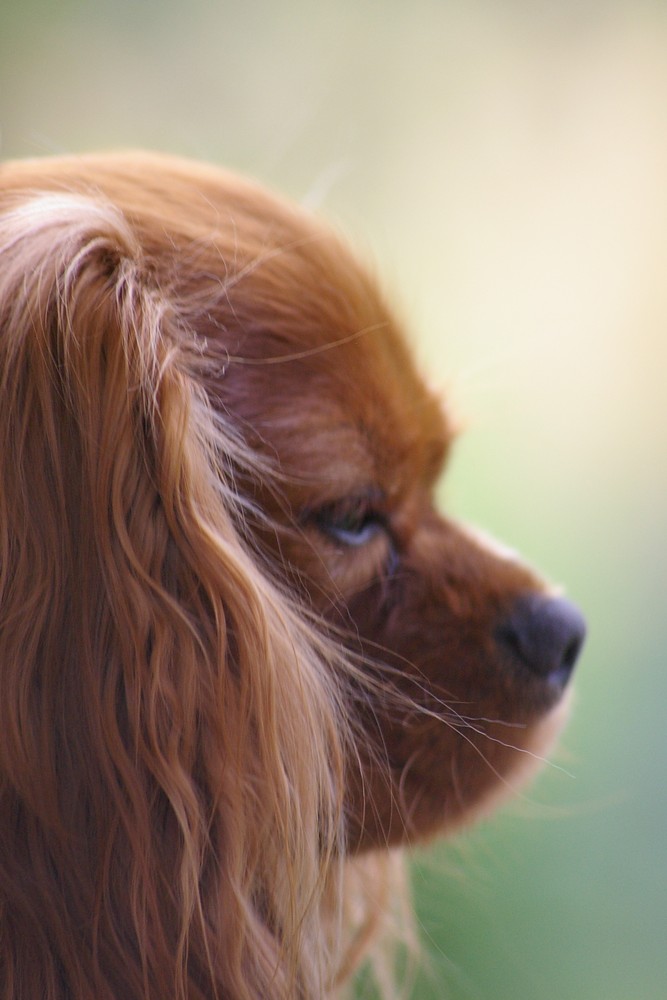 Hund mit Profil