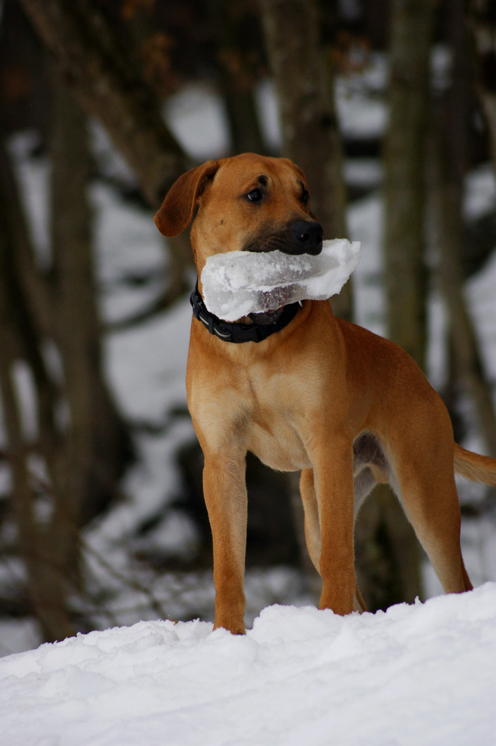 Hund mit riesen Eiszapfen