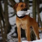 Hund mit riesen Eiszapfen