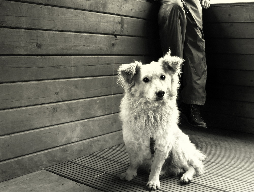 Hund mit seinem Menschen