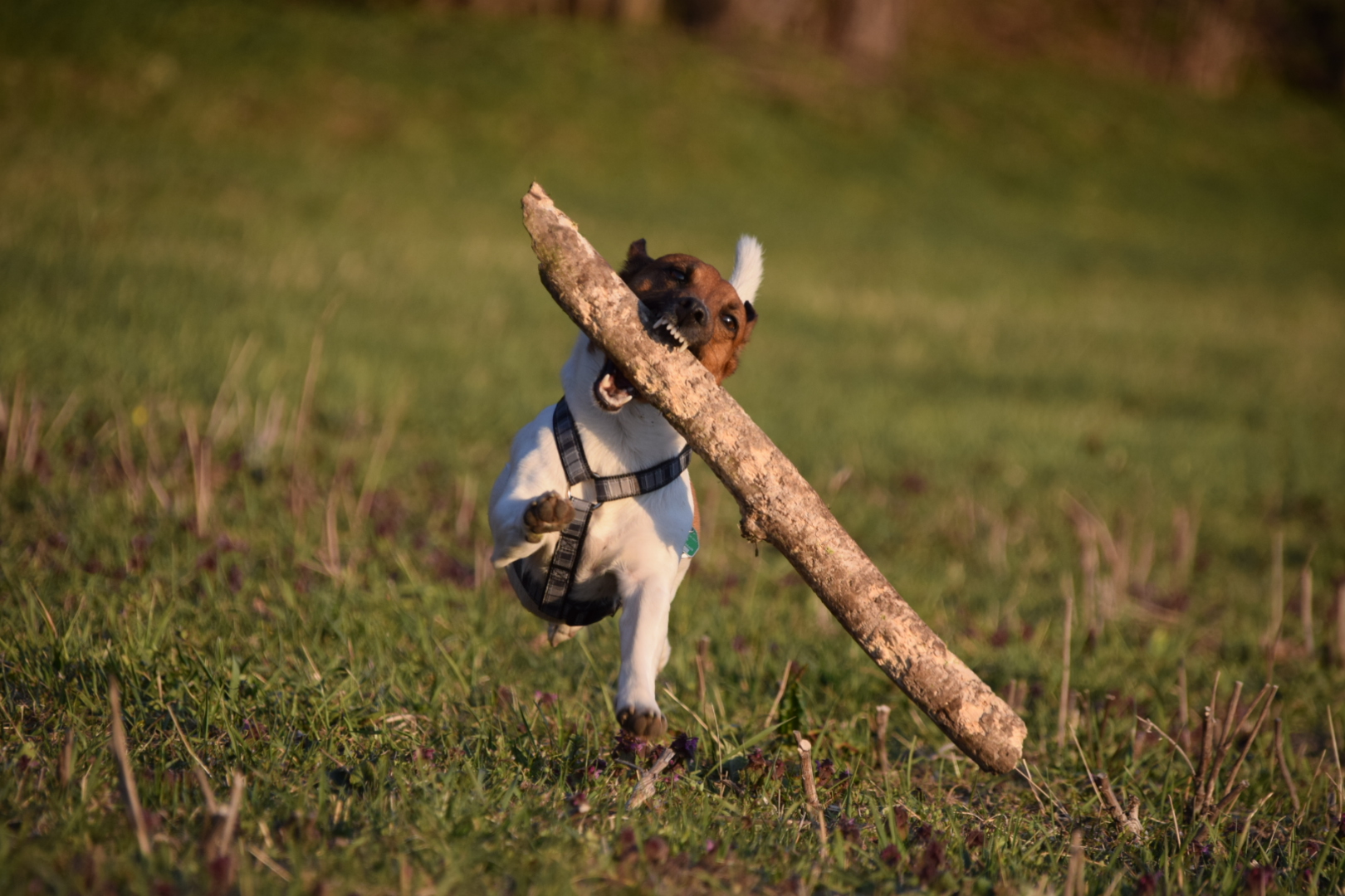 Hund mit seiner Beute