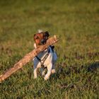 Hund mit seiner "Beute"