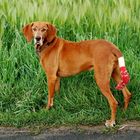 Hund mit Socke