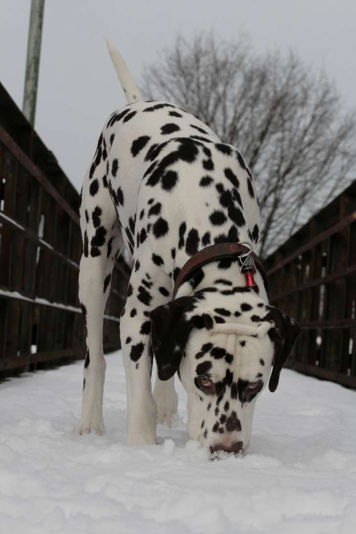 Hund mit Star-Allüren...