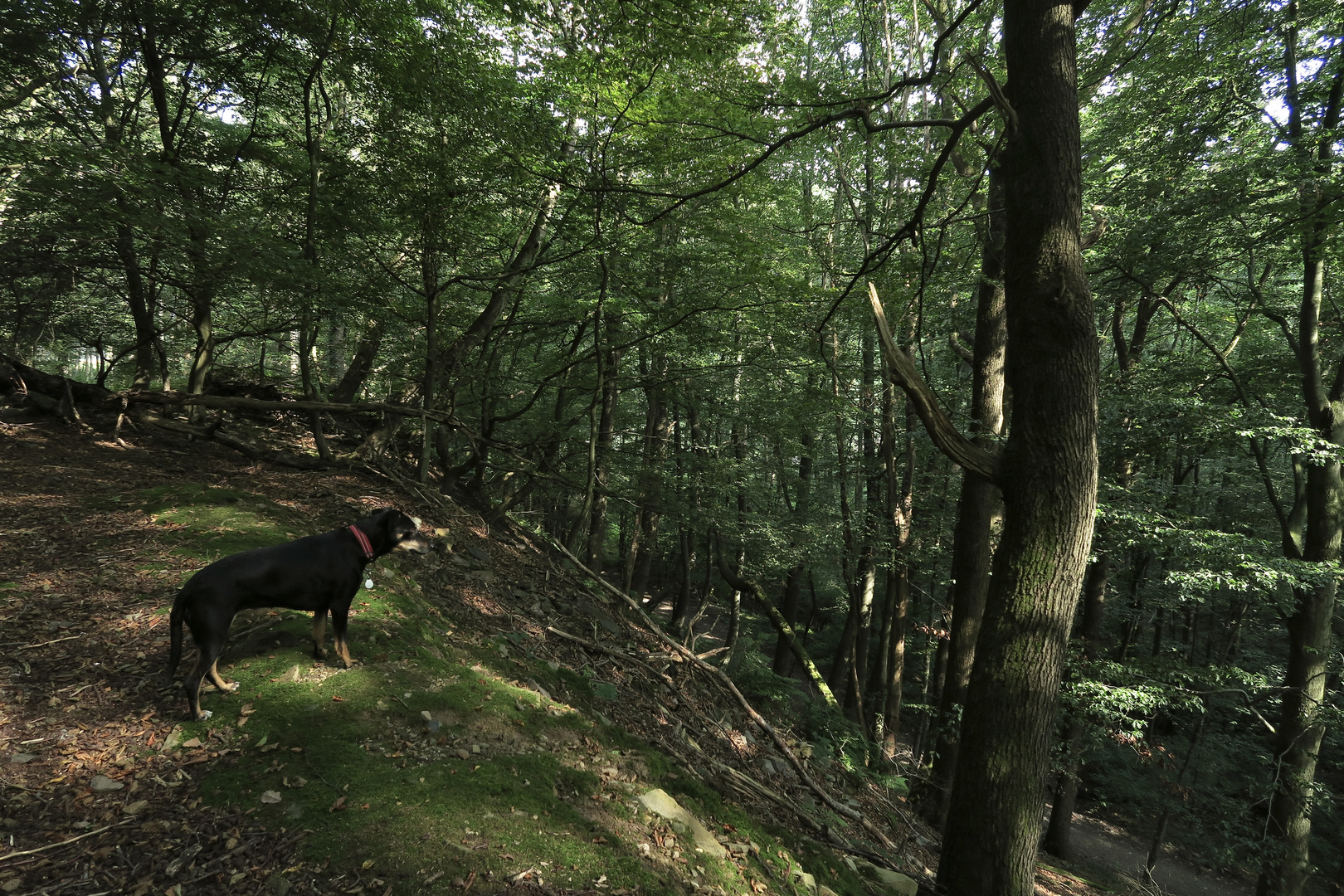 Hund mit Steuermarke steht am Hang und schaut in die Gegend.