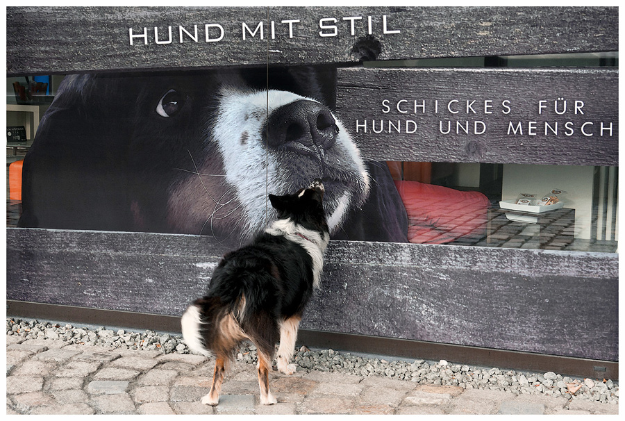 Hund mit Stil