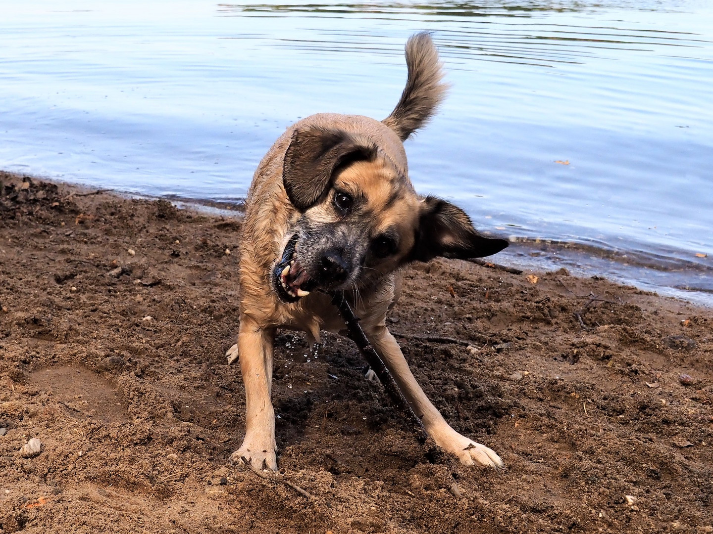 Hund mit Stock