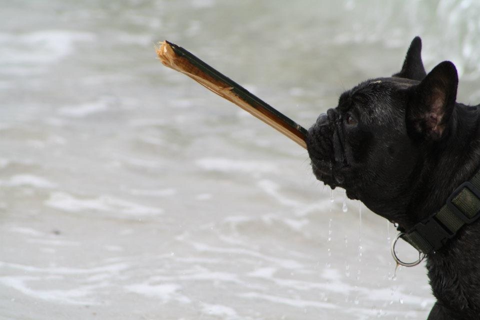 Hund mit Stöckchen im Wasser