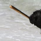 Hund mit Stöckchen im Wasser