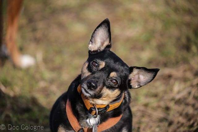 Hund mit süßem Blick, wer kann da schon böse sein?