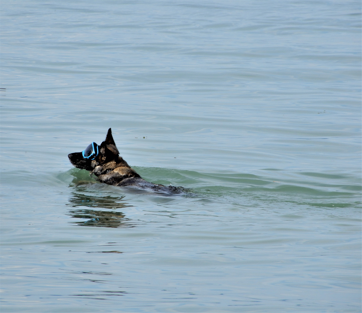 Hund mit Taucherbrille