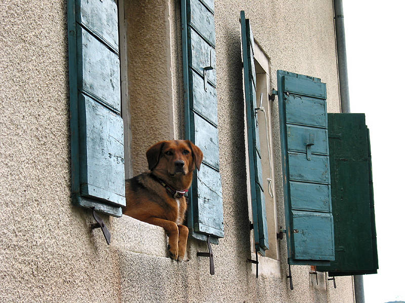 Hund mit Überlick