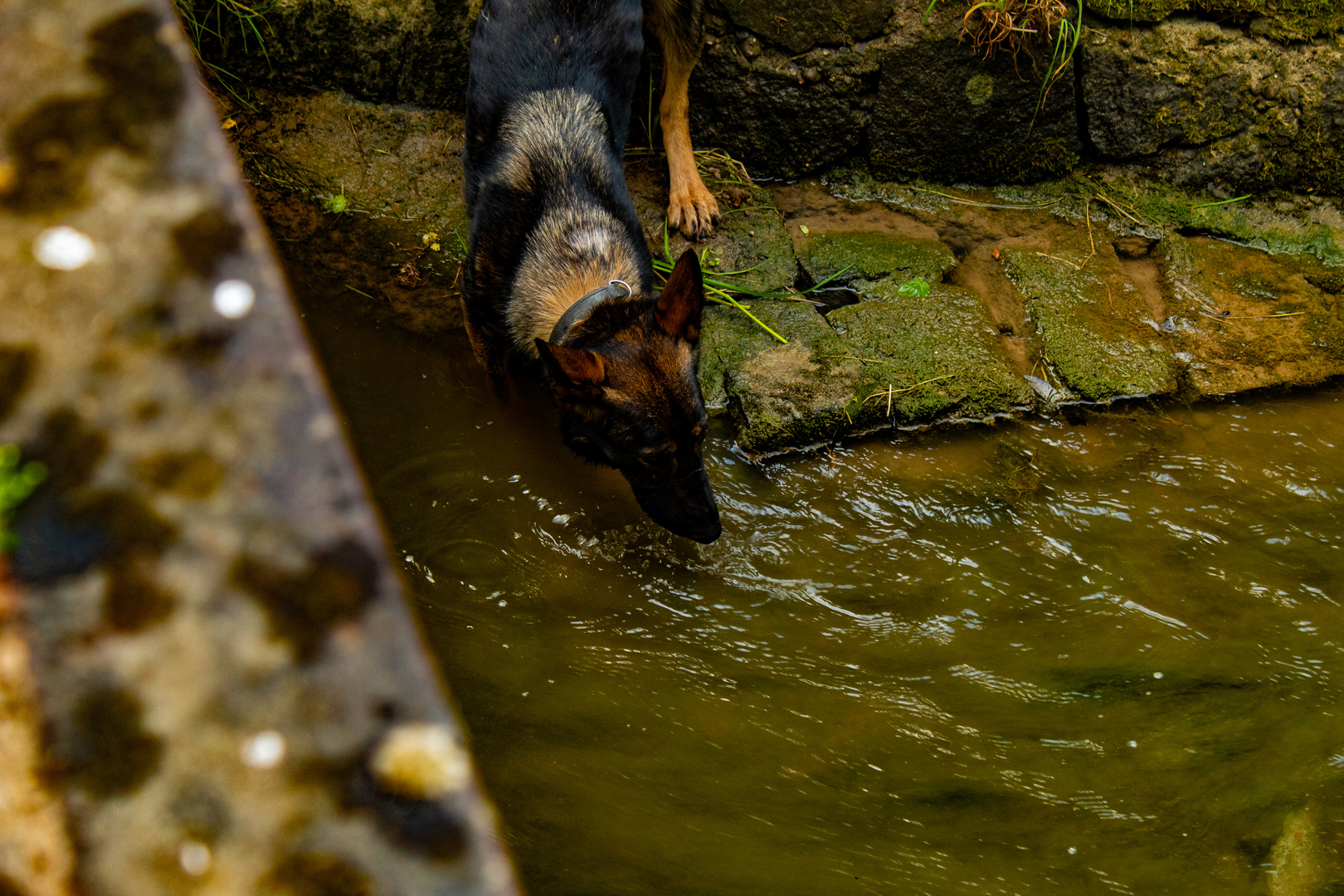 Hund mit Wasser Foto & Bild anfängerecke nachgefragt, hunde, natur Bilder auf