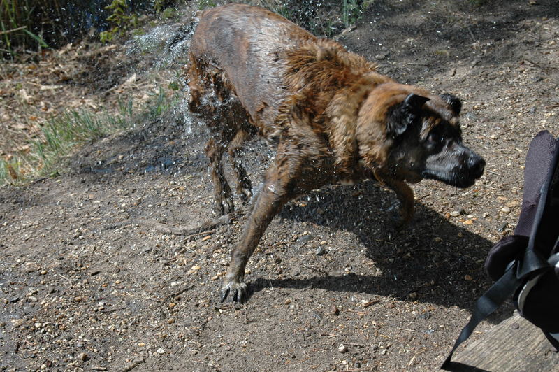 hund mit wasser