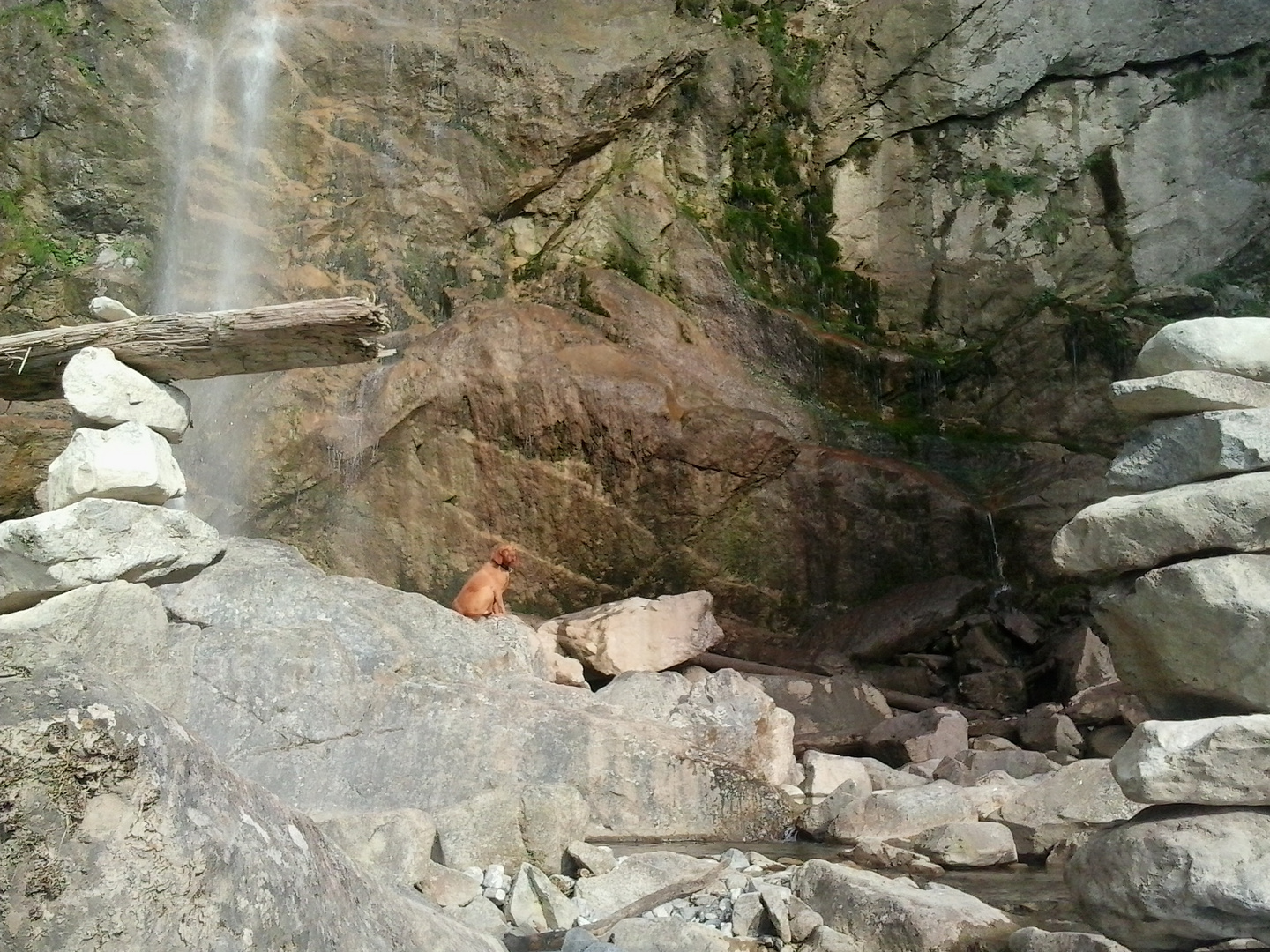 Hund mit Wasserfall