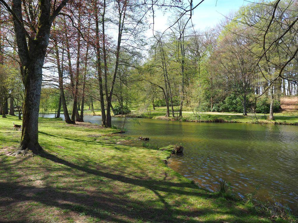 Hund mit Weiher