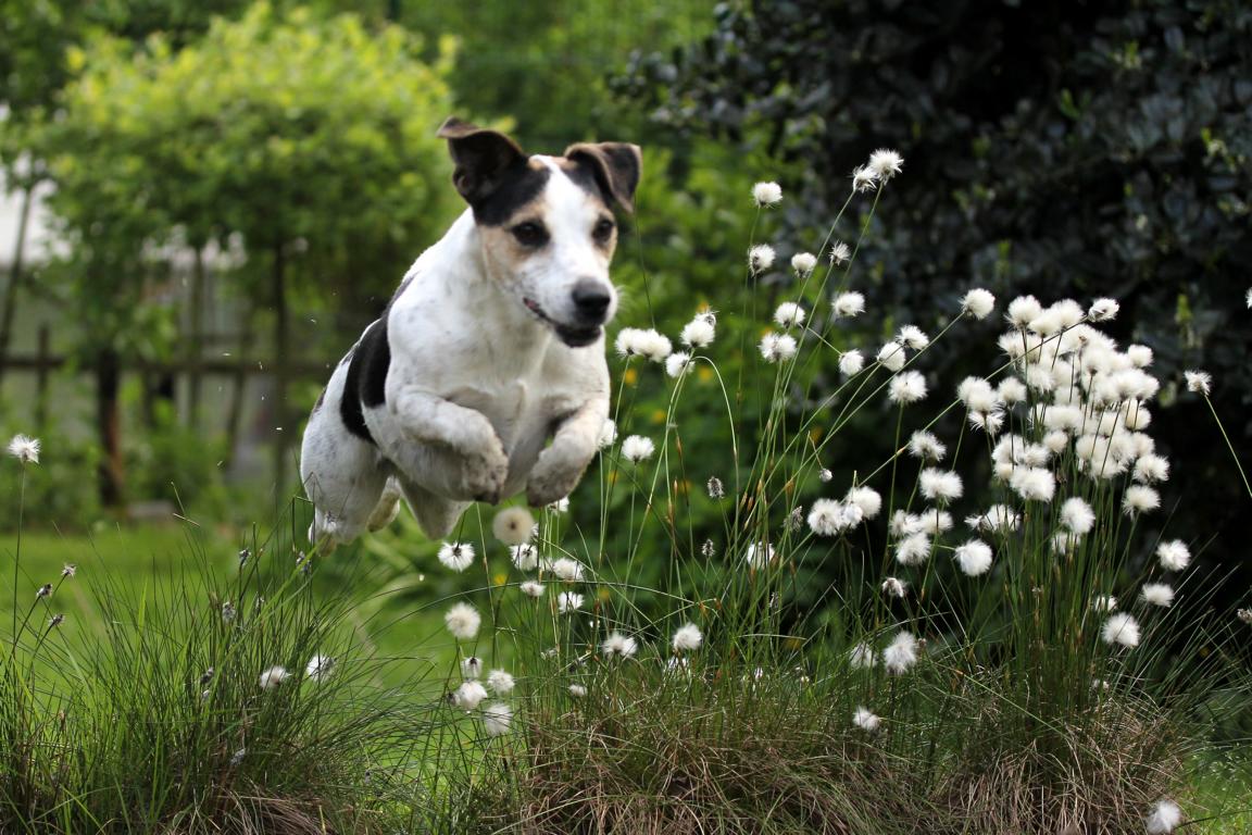 Hund mit Wollgrass