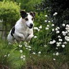 Hund mit Wollgrass