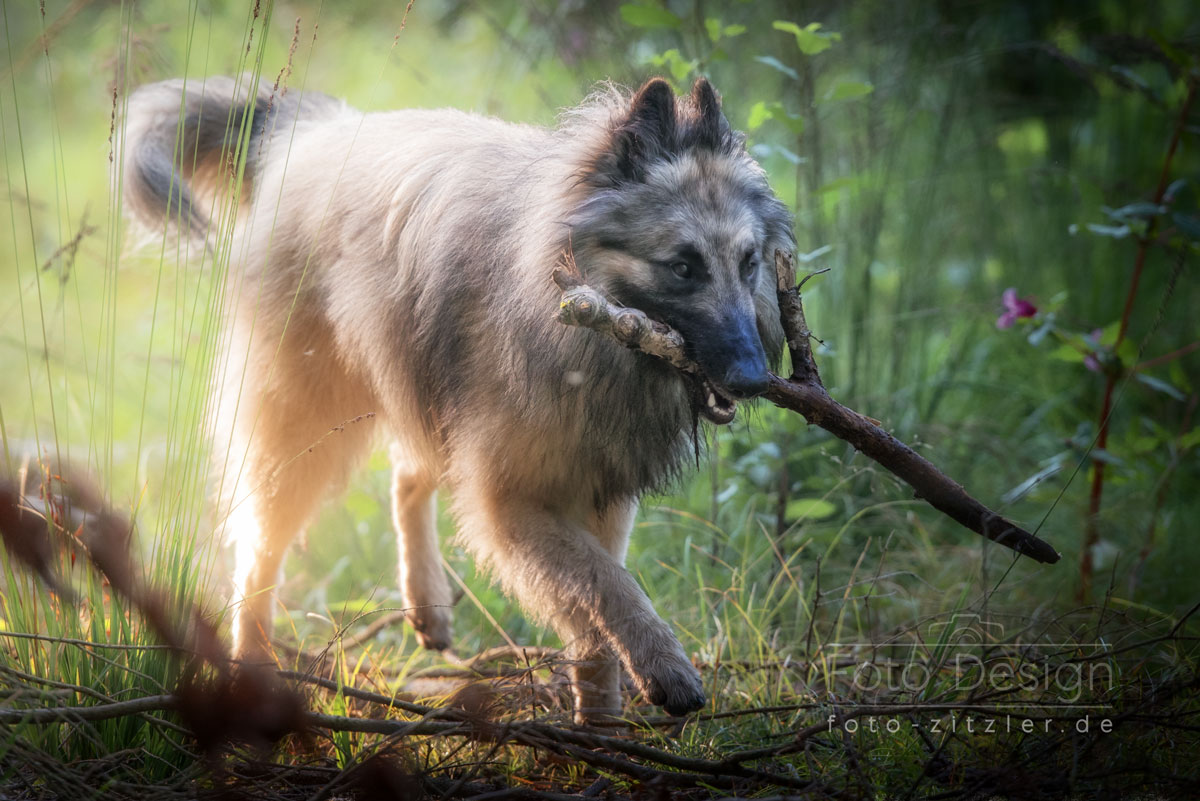 Hund mit Wünschelrute