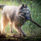 Hund mit Wünschelrute