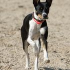 Hund mit zu großen Ohren