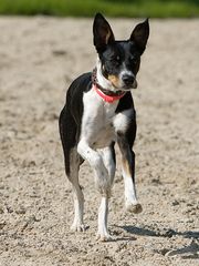 Hund mit zu großen Ohren