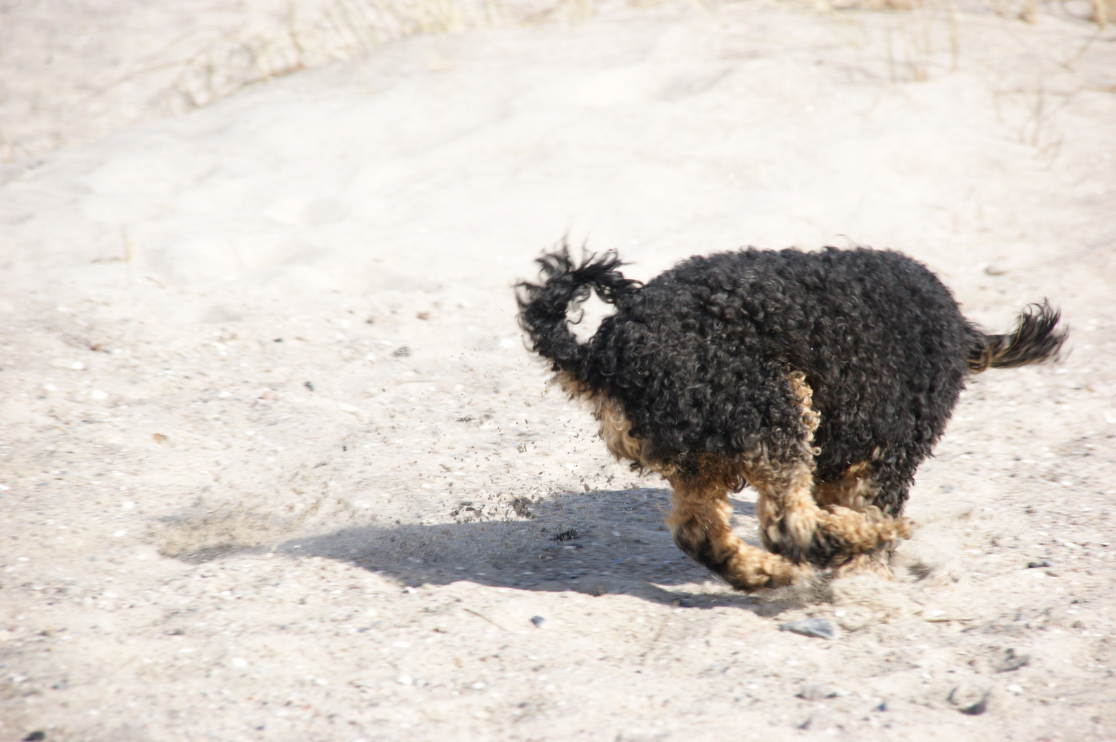 Hund mit zwei Ruten