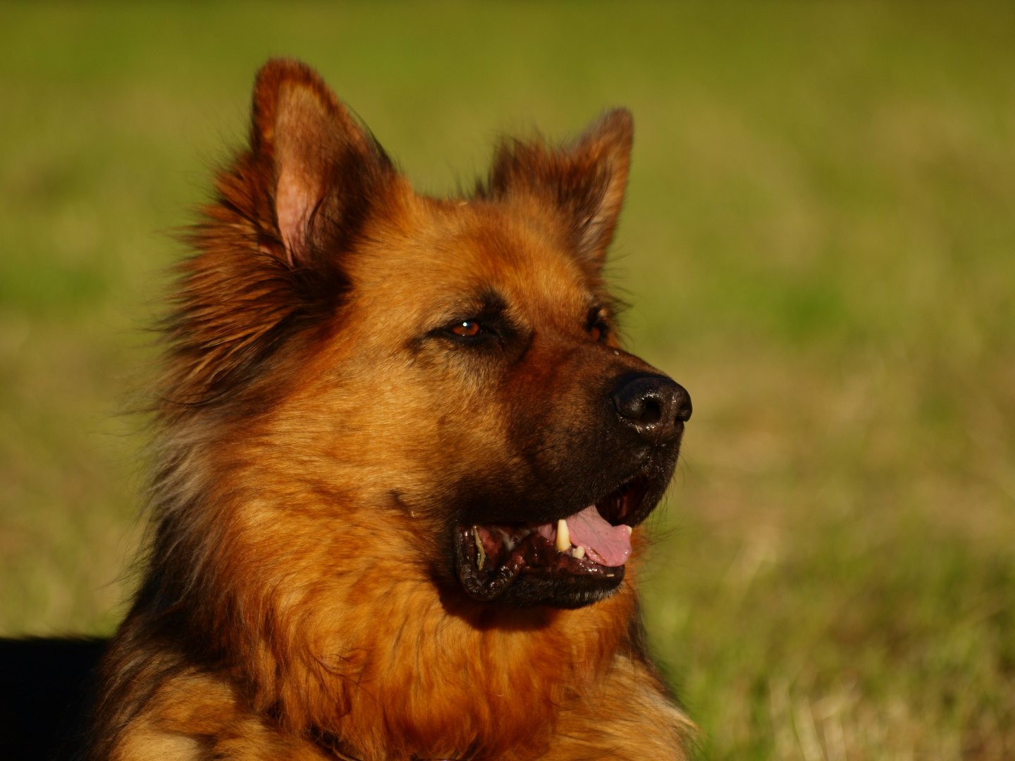 Hund müsste man sein...