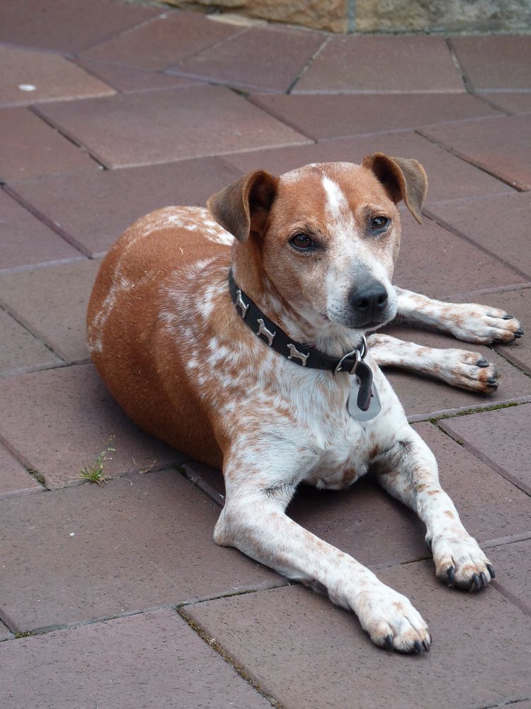 Hund namens Roger