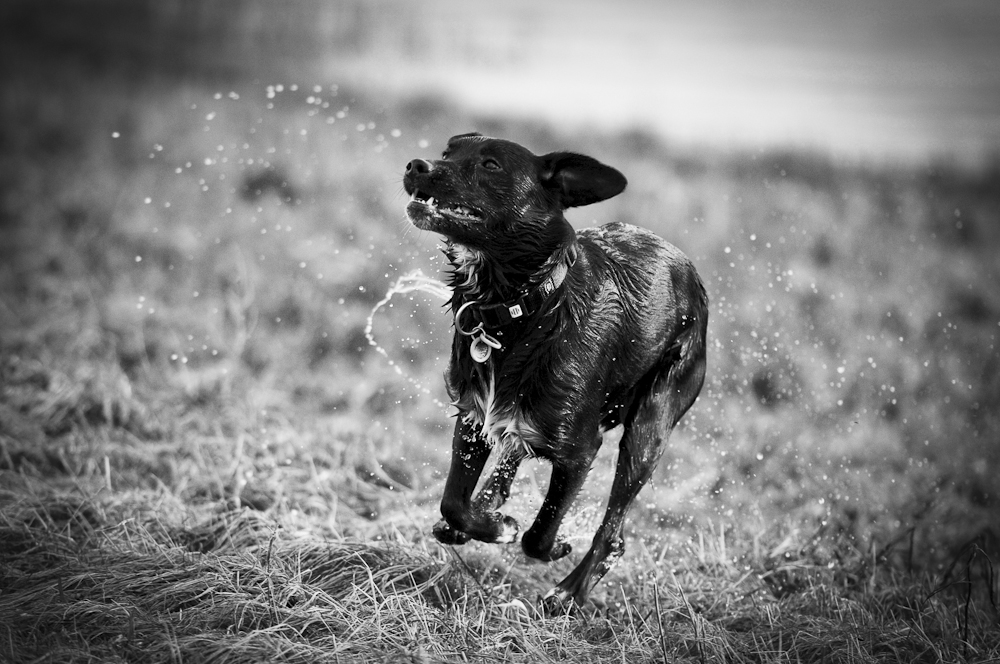 Hund nass, Hund glücklich !