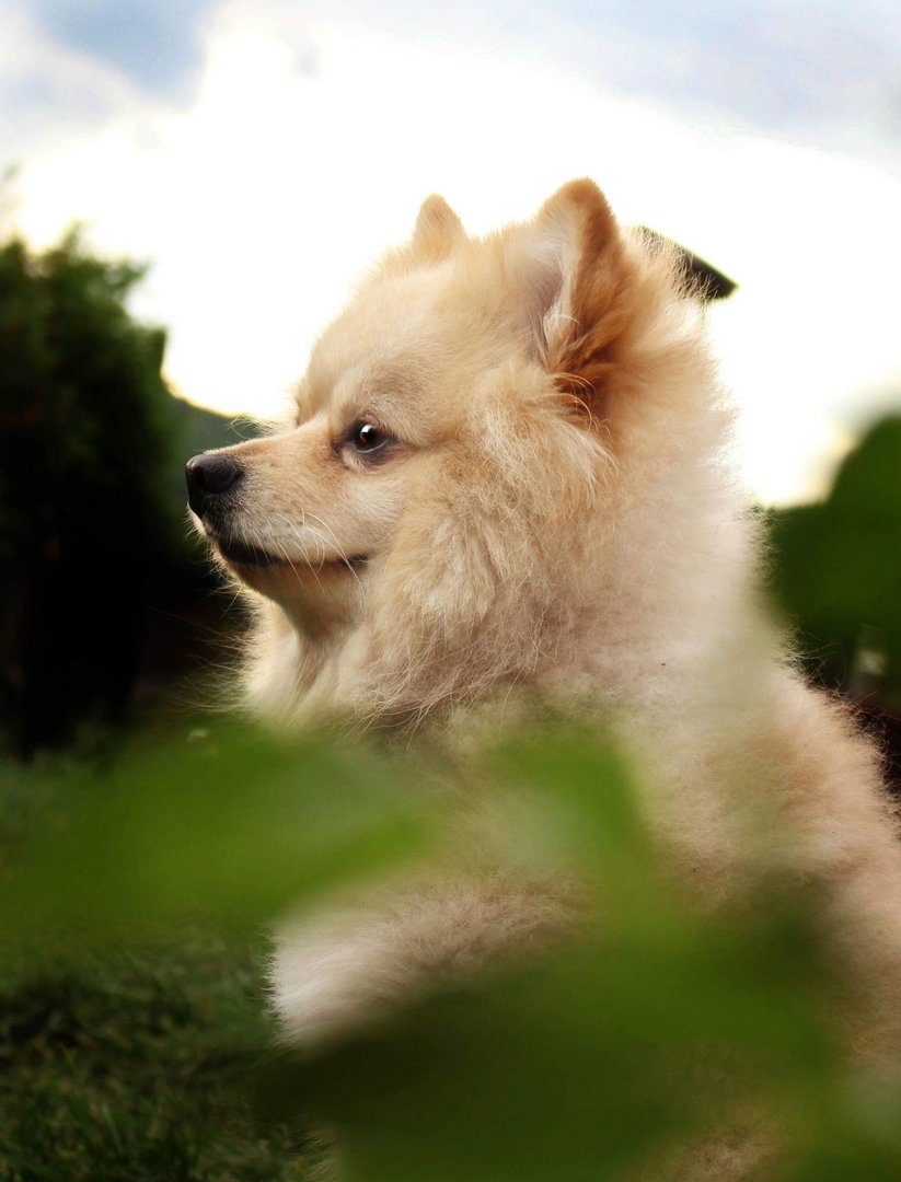 Hund, Natur. Kleinspitz Foto &amp; Bild tiere, haustiere, hunde Bilder