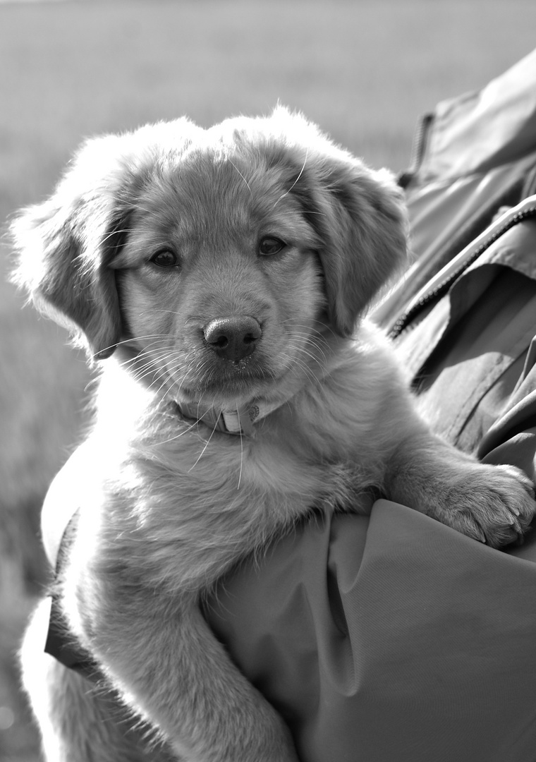 Hund, noch ohne Name&hellip; Foto &amp; Bild tiere, tierkinder, natur Bilder