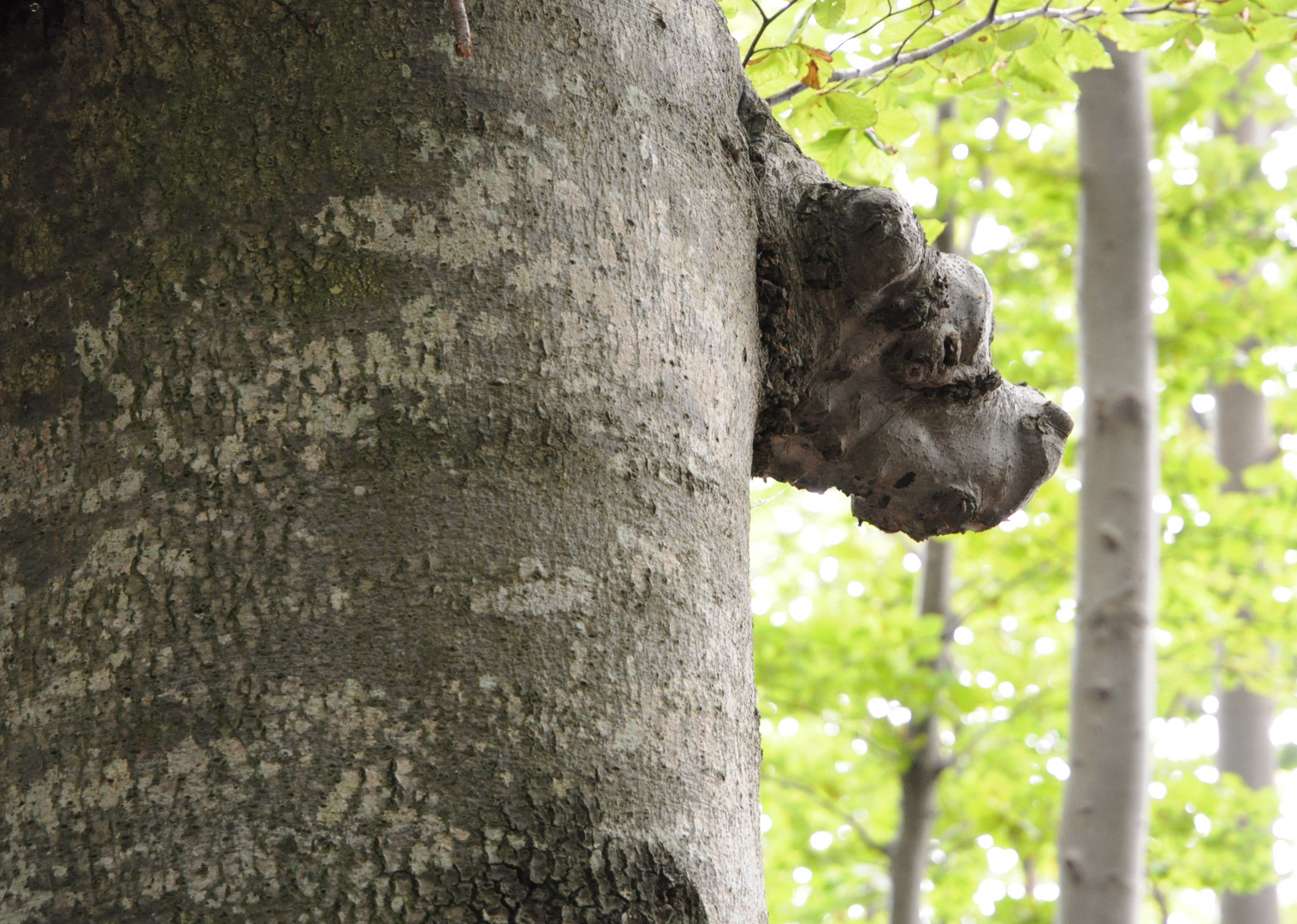 Hund oder Baumkrebs?