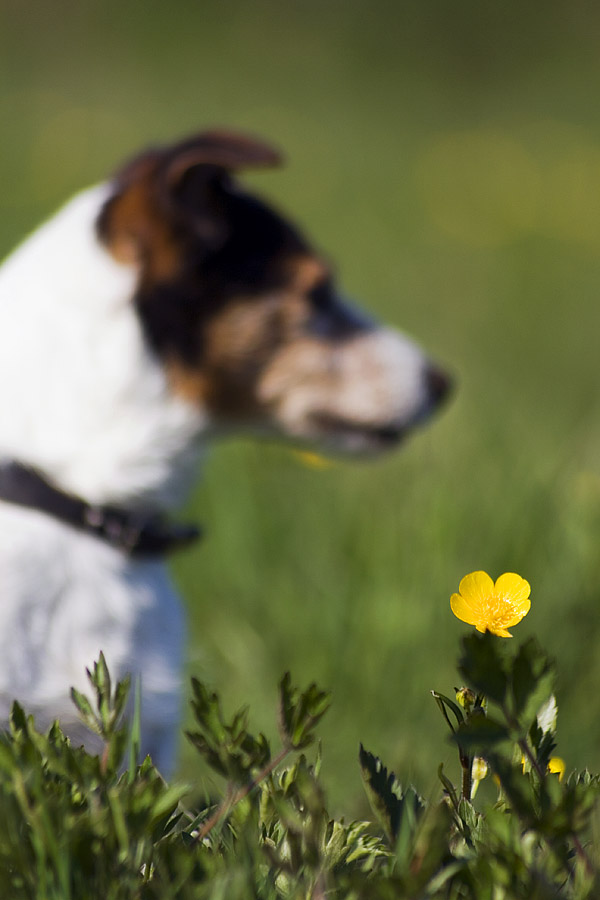 Hund oder Blume?!