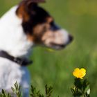 Hund oder Blume?!