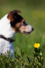 Hund oder Blume?!