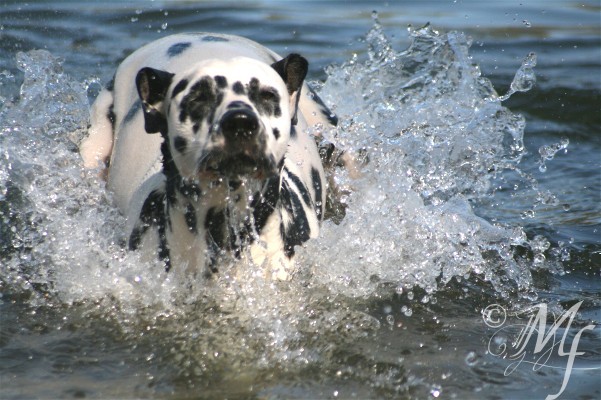 Hund---oder doch Aquaristik?