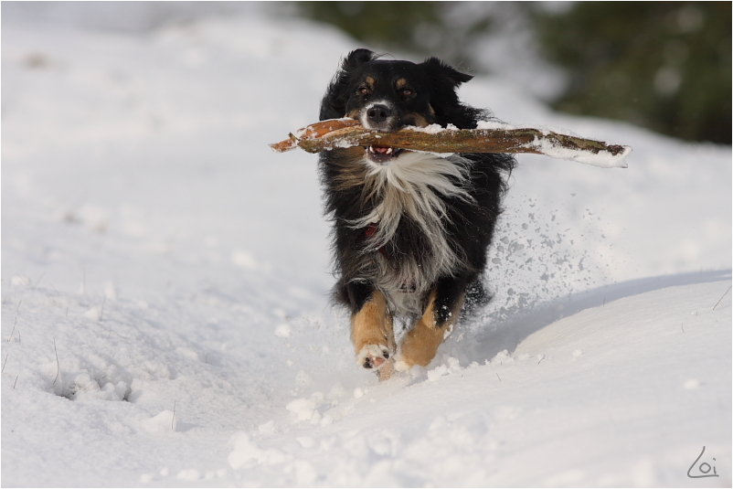 Hund oder doch Kragenbär?